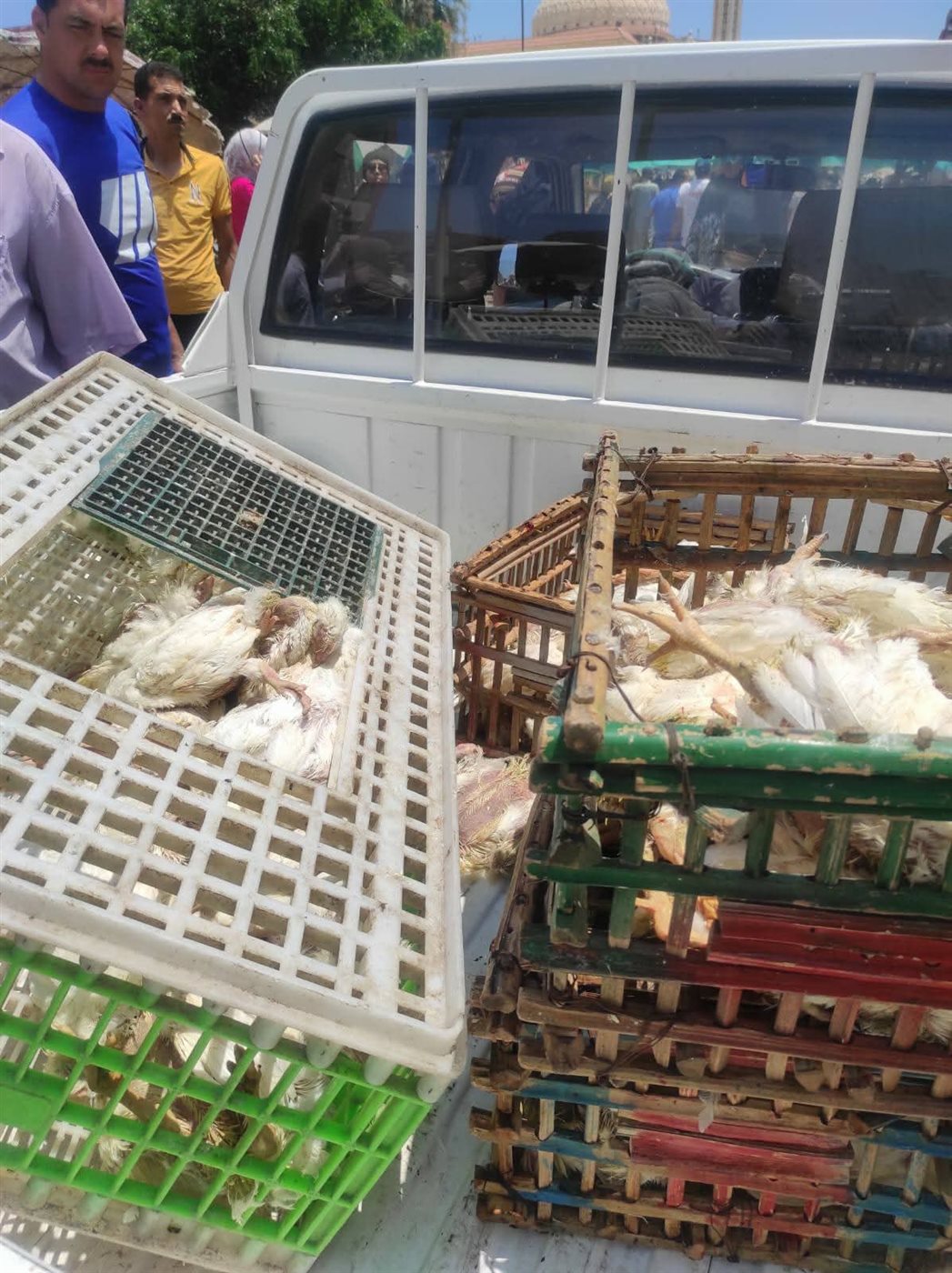 الجهود التنفيذية ببورسعيد 