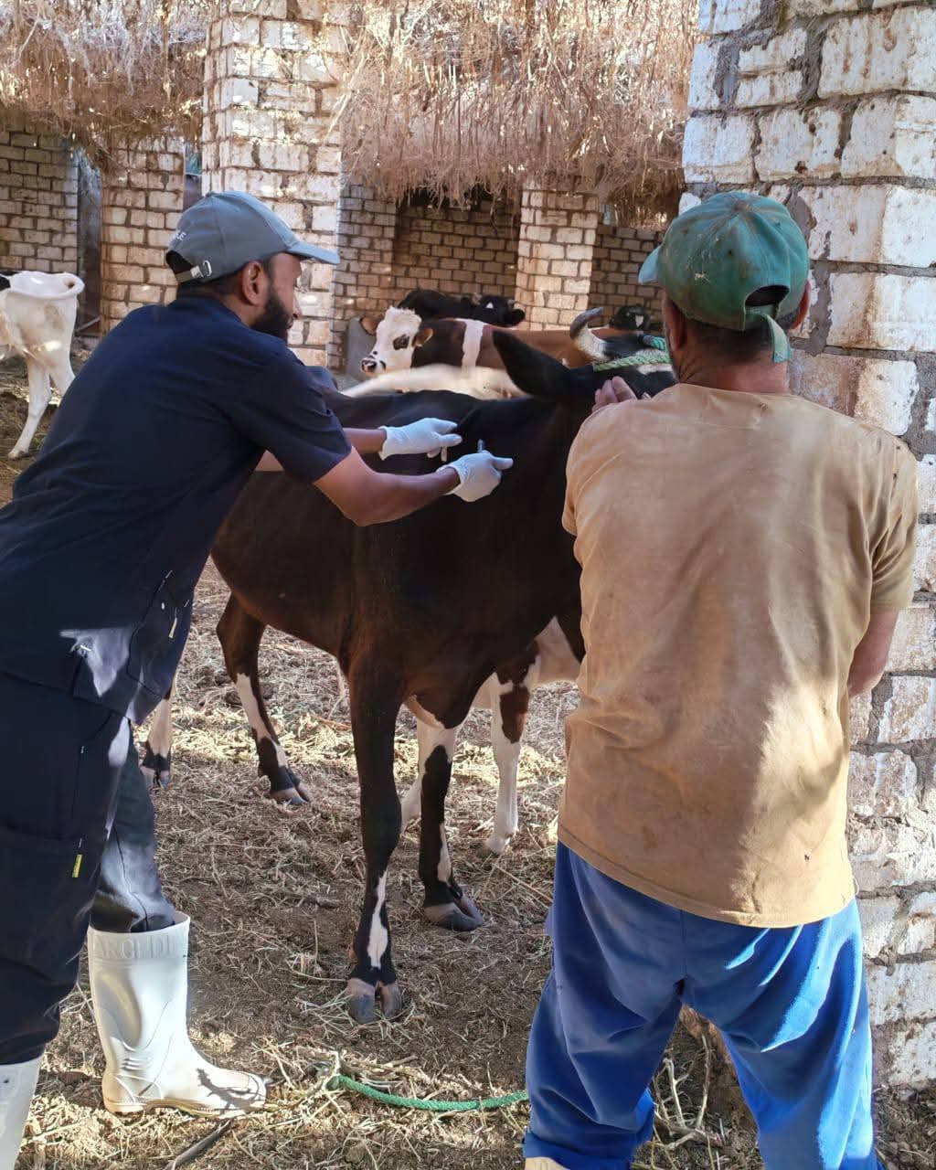 جانب من حملة التحصين ضد الحمي القلاعيه في الوادى الجديد