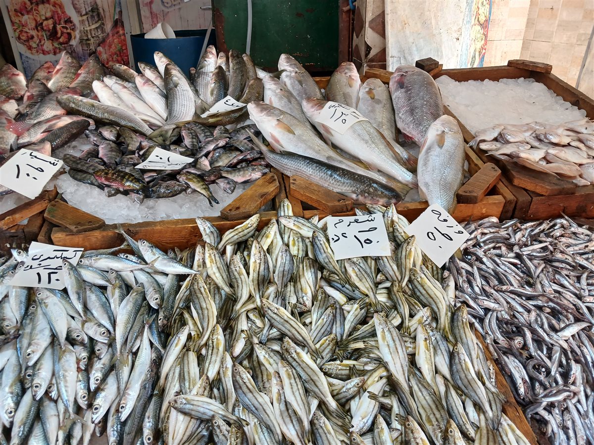 أسماك خليج السويس