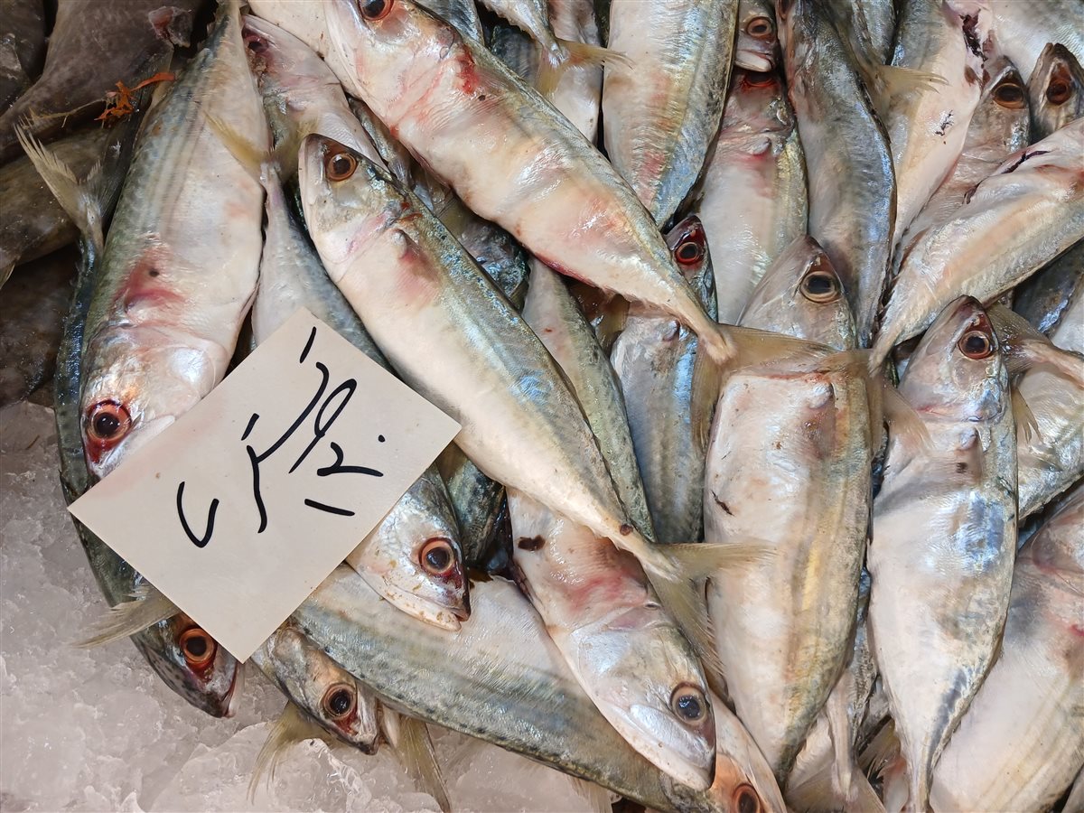 سمك خليج السويس