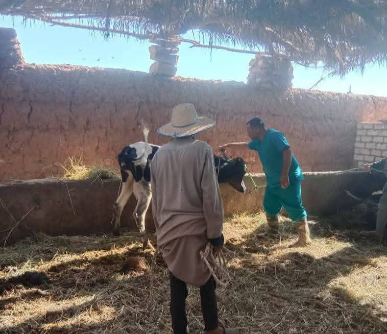 جانب من حملة التحصين ضد الحمي القلاعيه في الوادى الجديد