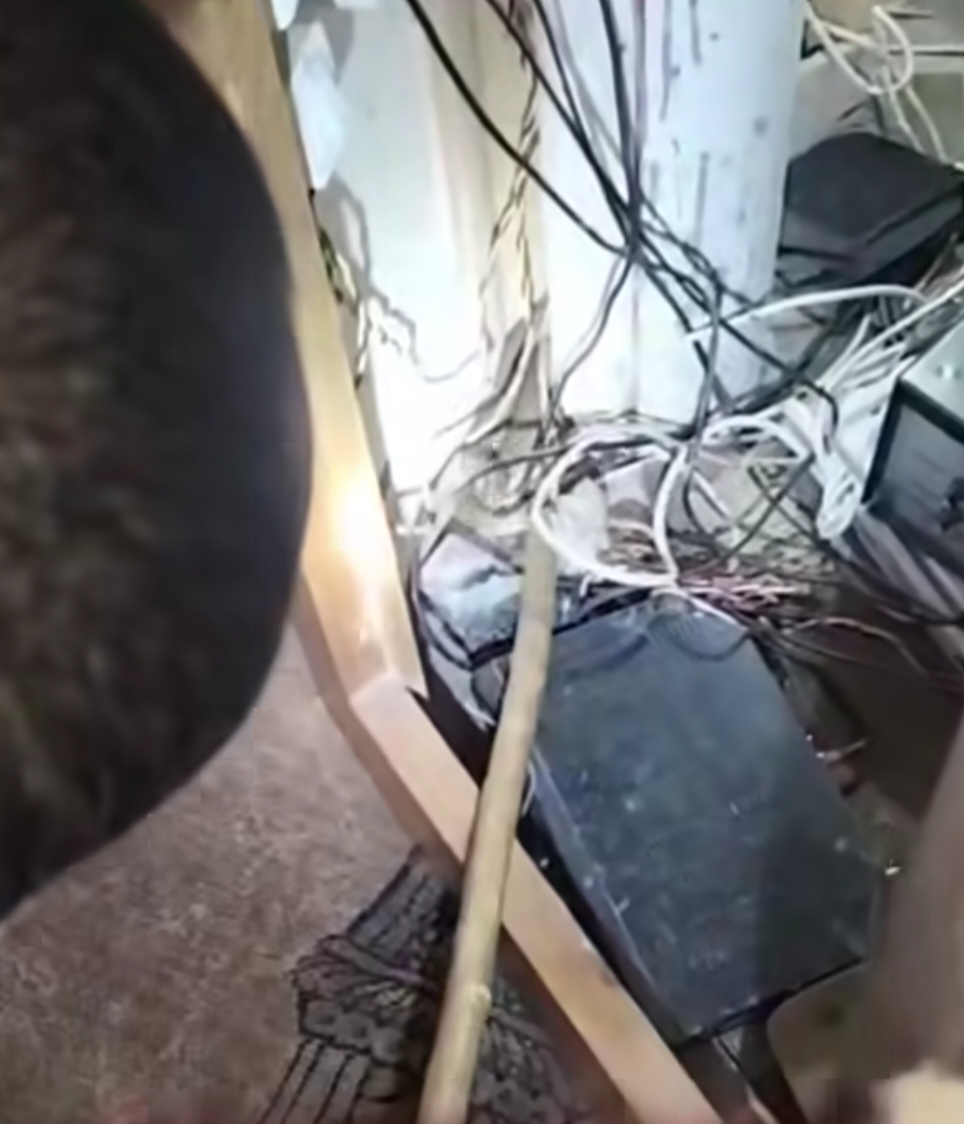 العثور على ثعبان كوبرا داخل زاوية بقرية بالبحيرة