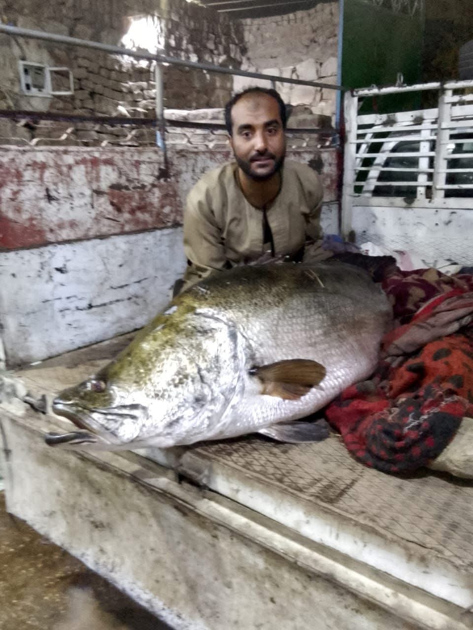 صياد بالأقصر يصطاد أكبر سمكة ساموس من النيل 