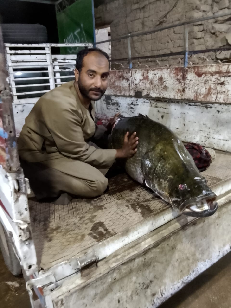 صياد بالأقصر يصطاد أكبر سمكة ساموس في النيل