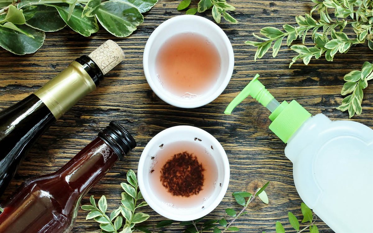 أفضل طرق طبيعية وآمنة لطرد الذباب من المنزل نهائيًا