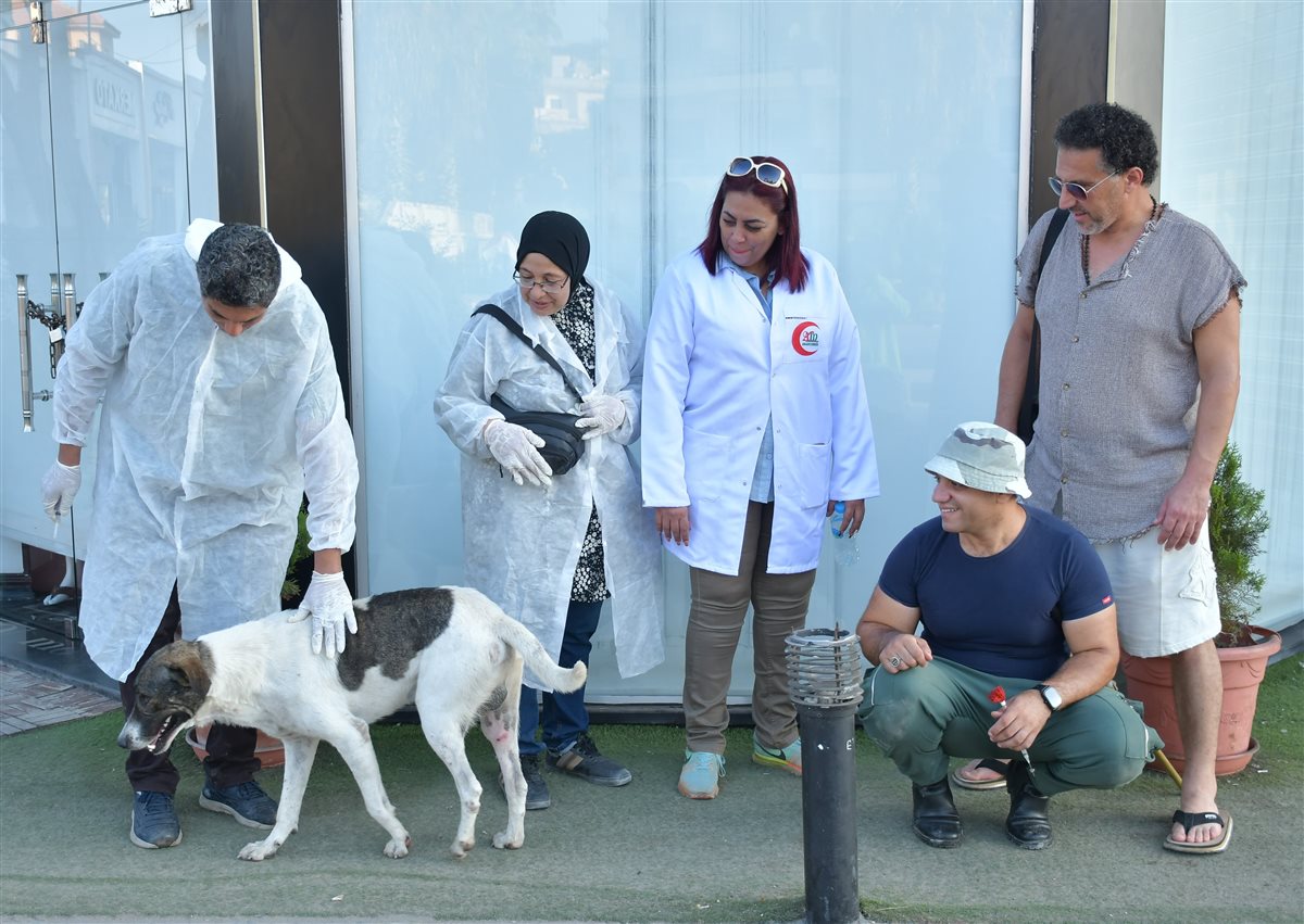 الجهود التنفيذية ببورسعيد 