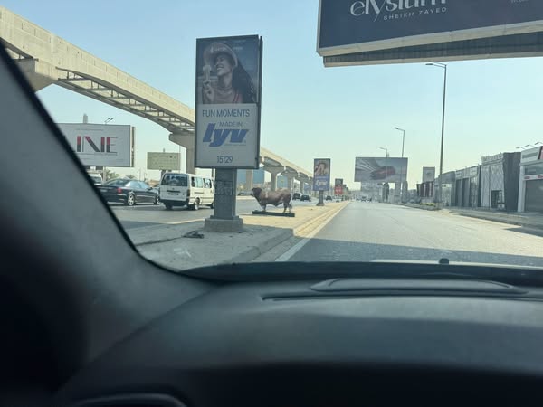 إعلانات مجسم بقرة على طريق المحور