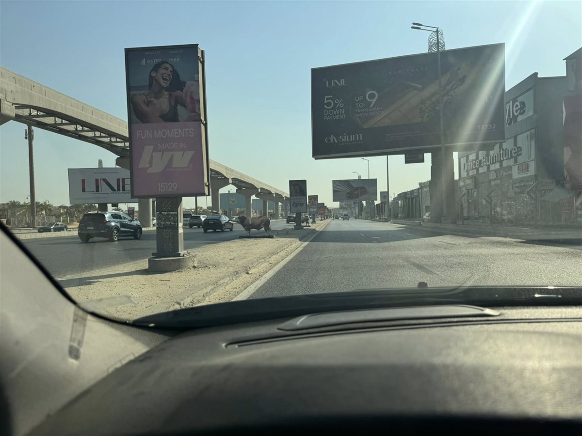 إعلانات مجسم بقرة على طريق المحور