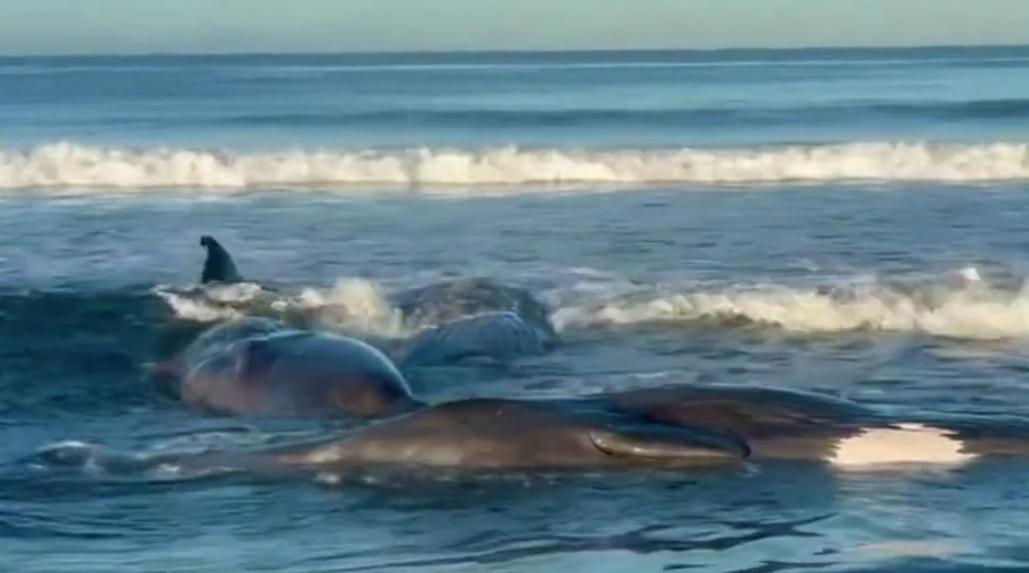 حيتان اليابان 