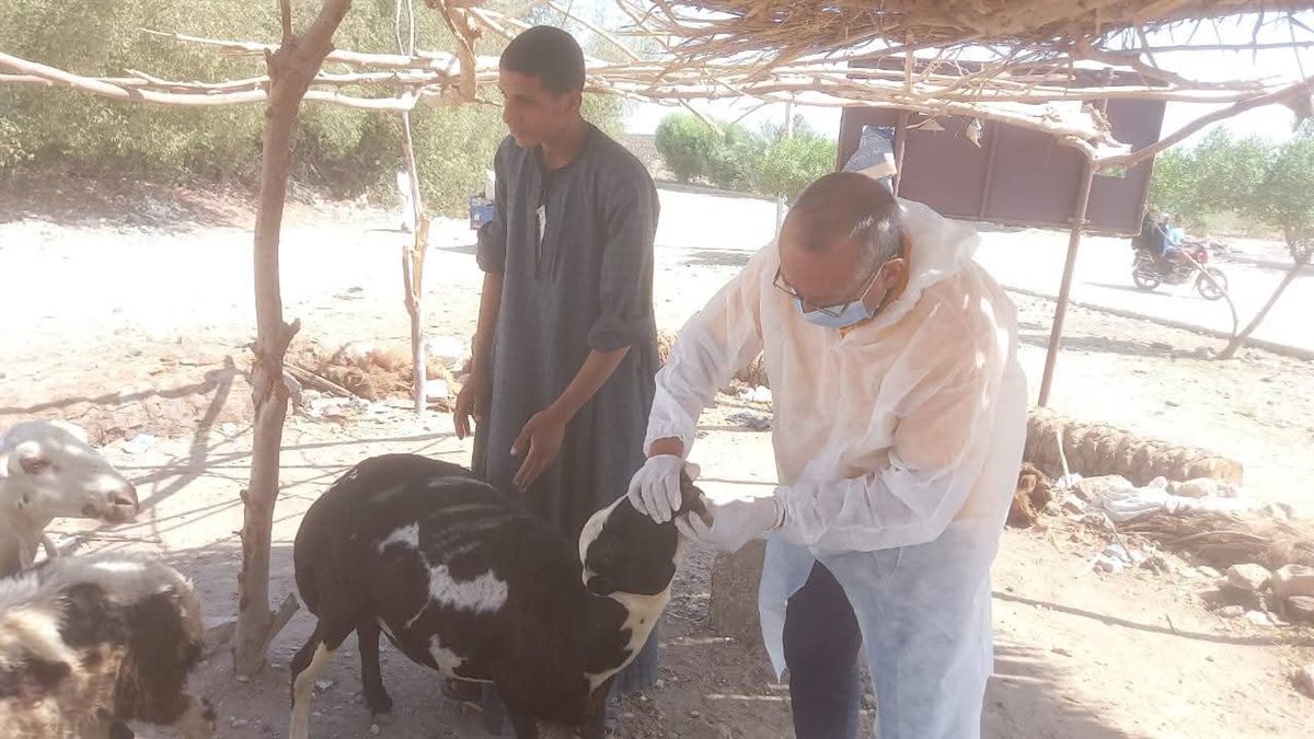 مجهودات الطب البيطري بالأقصر