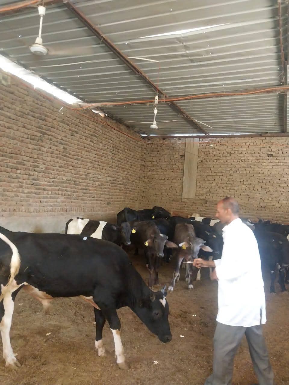 مجهودات الطب البيطري بالأقصر