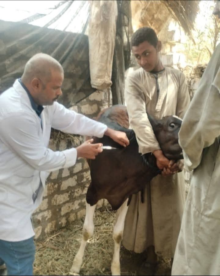 مجهودات الطب البيطري بالأقصر