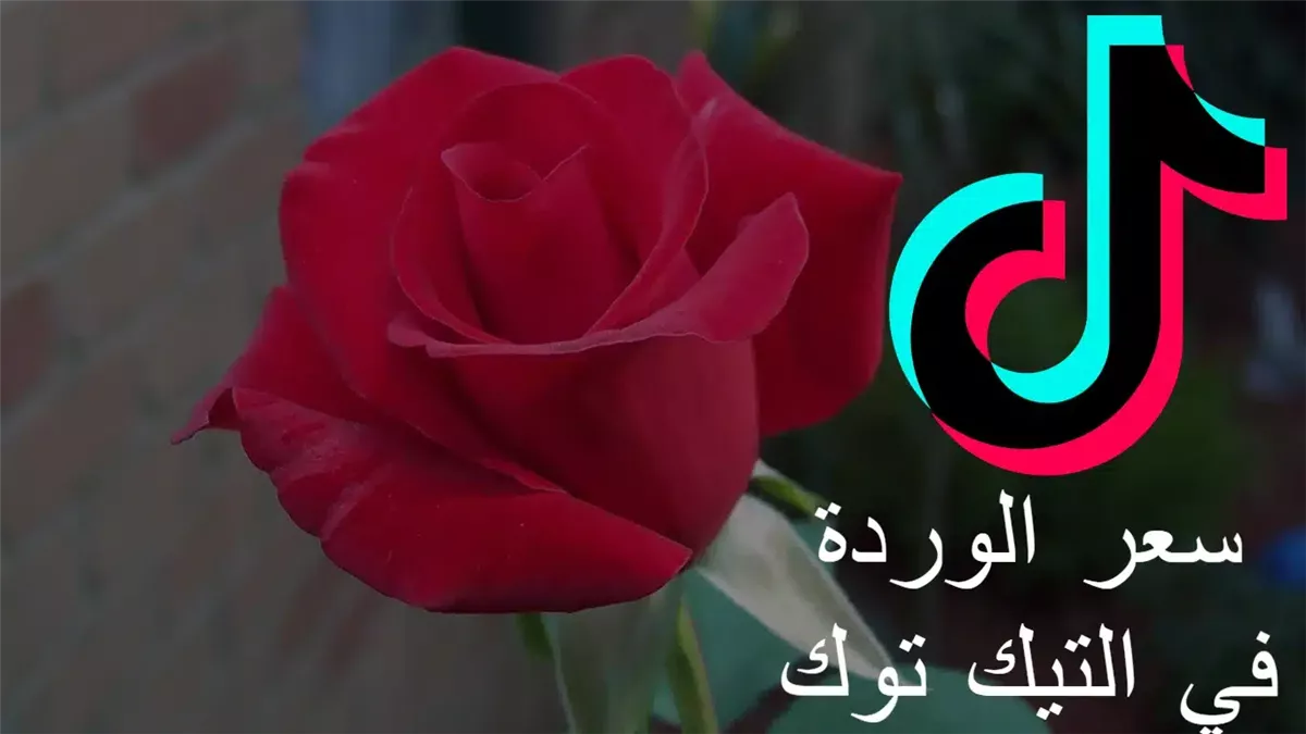 كم سعر الوردة في التيك توك بالدرهم؟