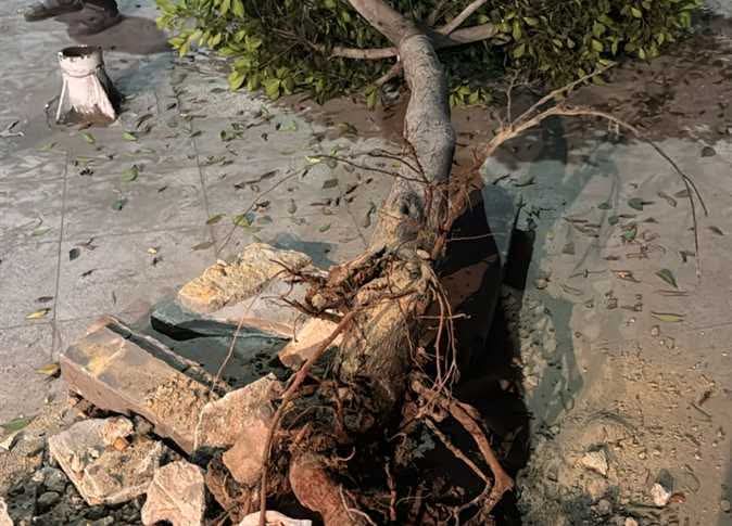 محافظة الإسكندرية ترد على اقتلاع أشجار أبو قير للتوسعة