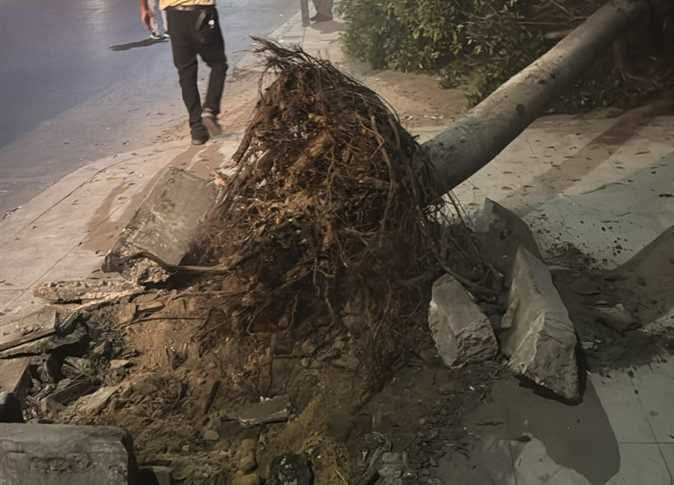 محافظة الإسكندرية ترد على اقتلاع أشجار أبو قير للتوسعة