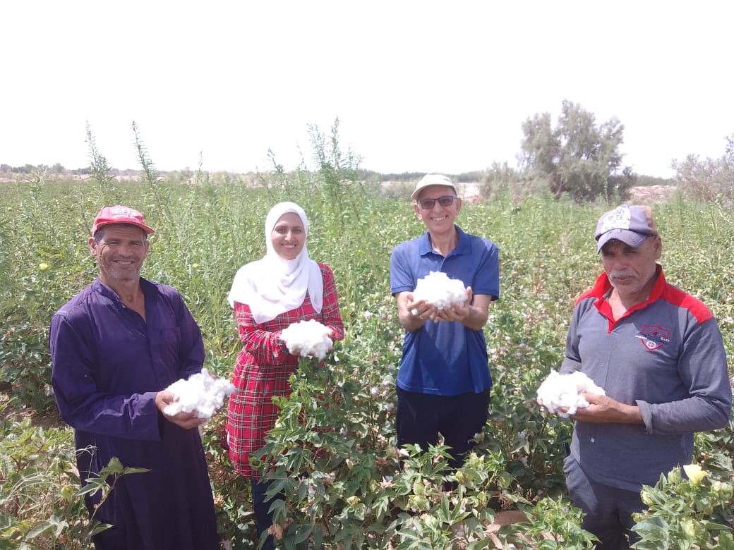 زراعة وجني محصول القطن بالأراضي الرملية