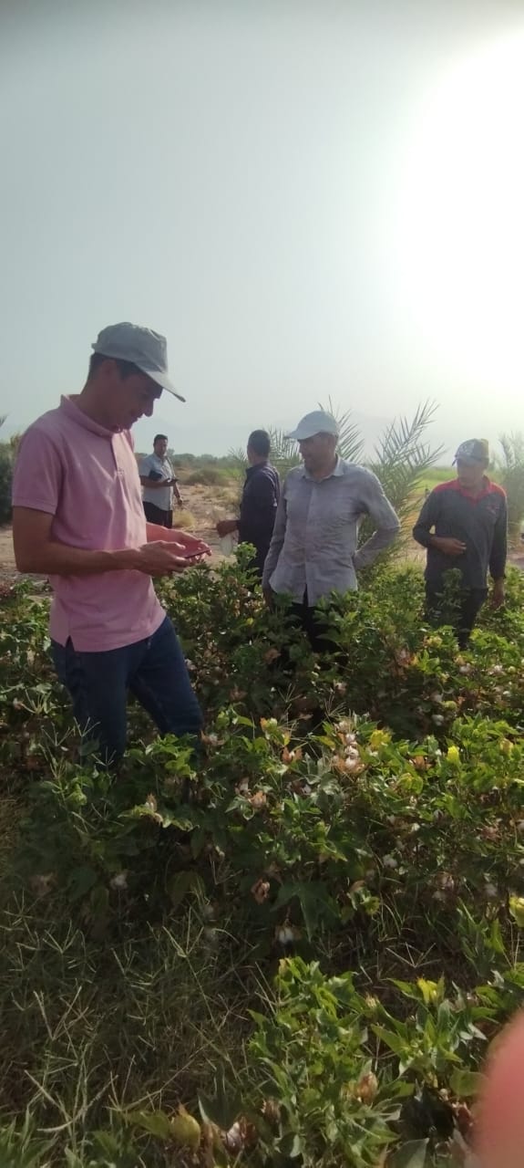 زراعة وجني محصول القطن بالأراضي الرملية