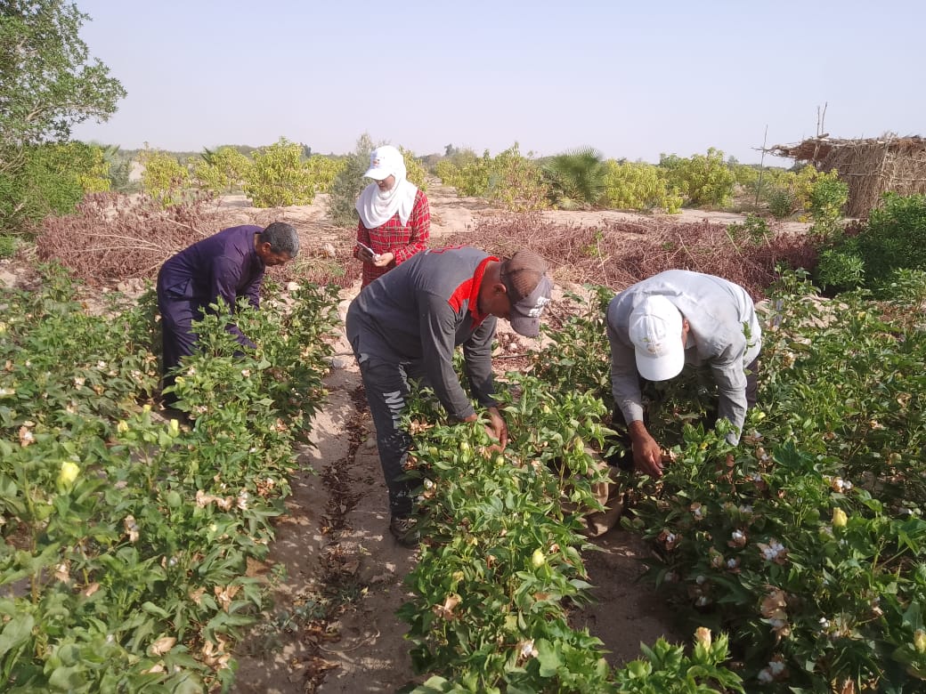 زراعة وجني محصول القطن بالأراضي الرملية