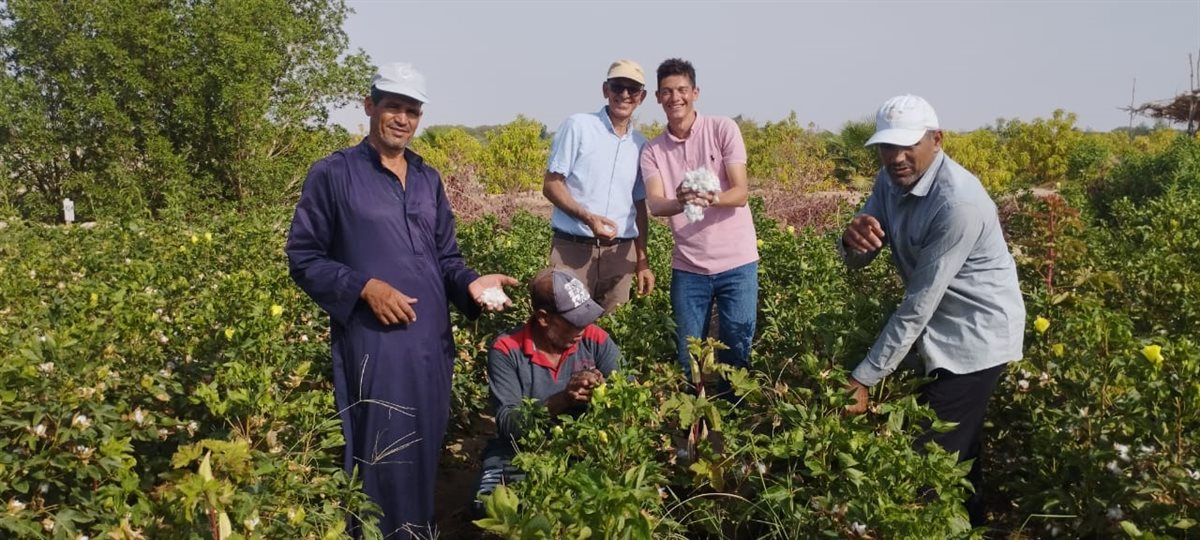زراعة وجني محصول القطن بالأراضي الرملية
