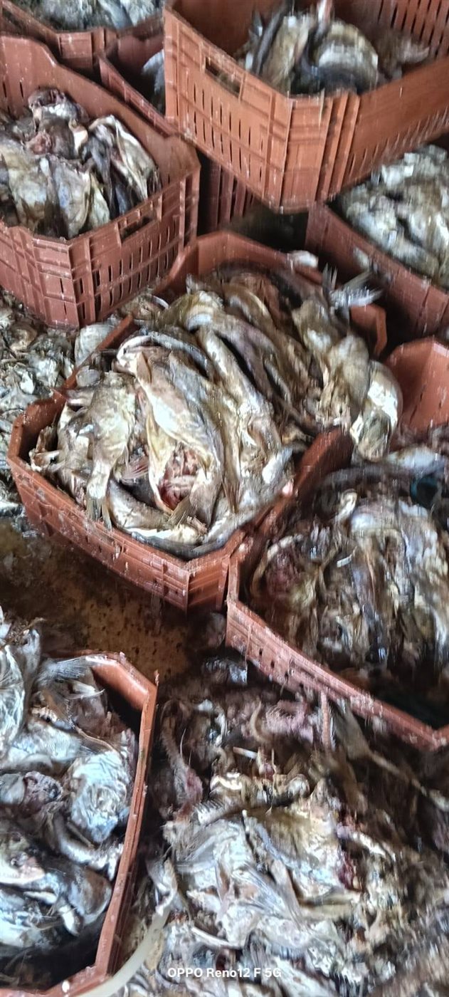 ضبط أسماك مملحة غير صالحة للإستهلاك الأدمي