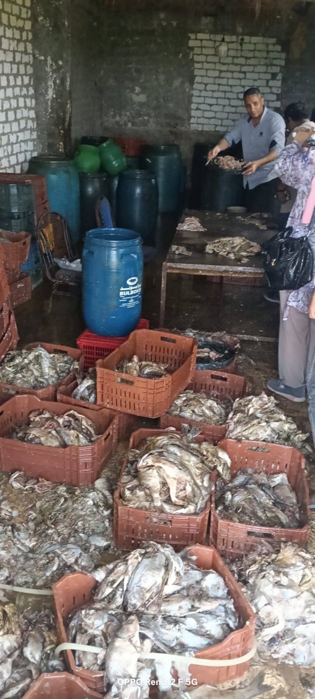 ضبط أسماك مملحة غير صالحة للإستهلاك الأدمي