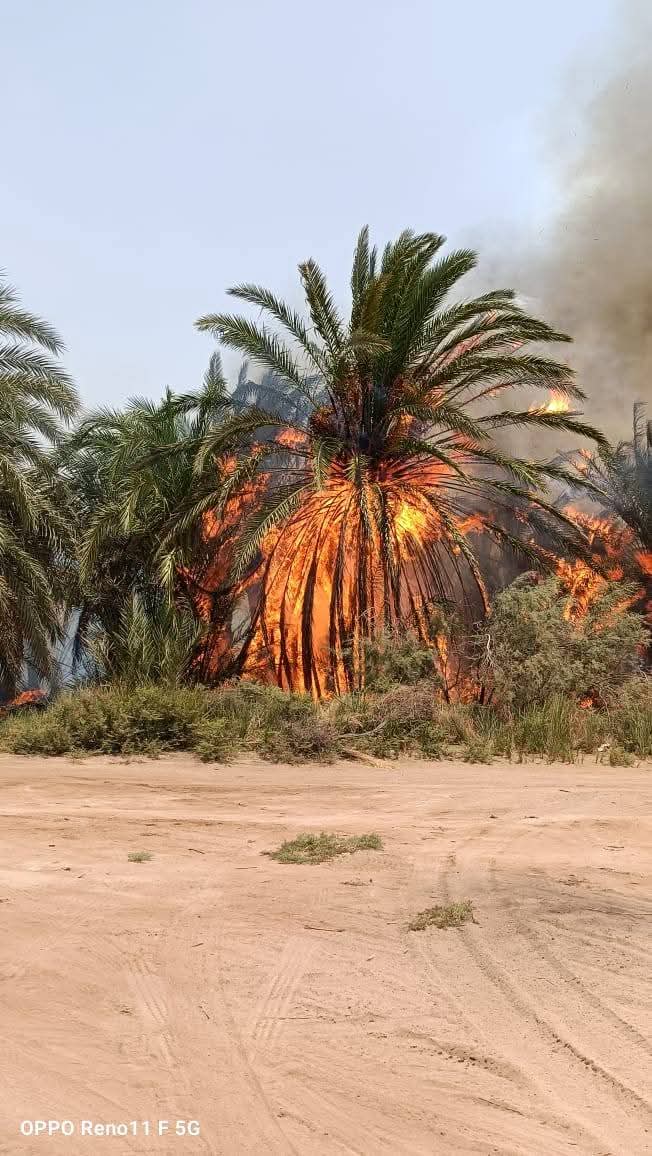 حريق بمزارع نخيل في الوادى الجديد
