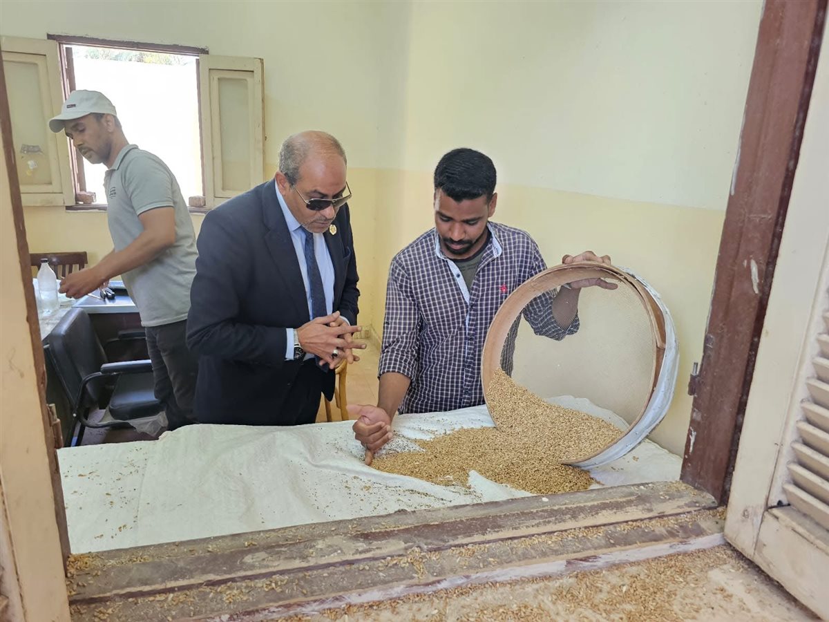 موسم توريد القمح بالأقصر