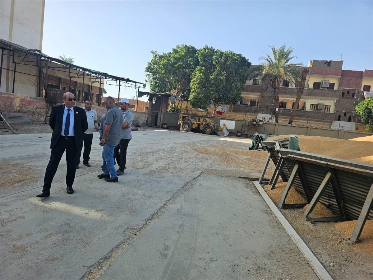 موسم توريد القمح بالأقصر