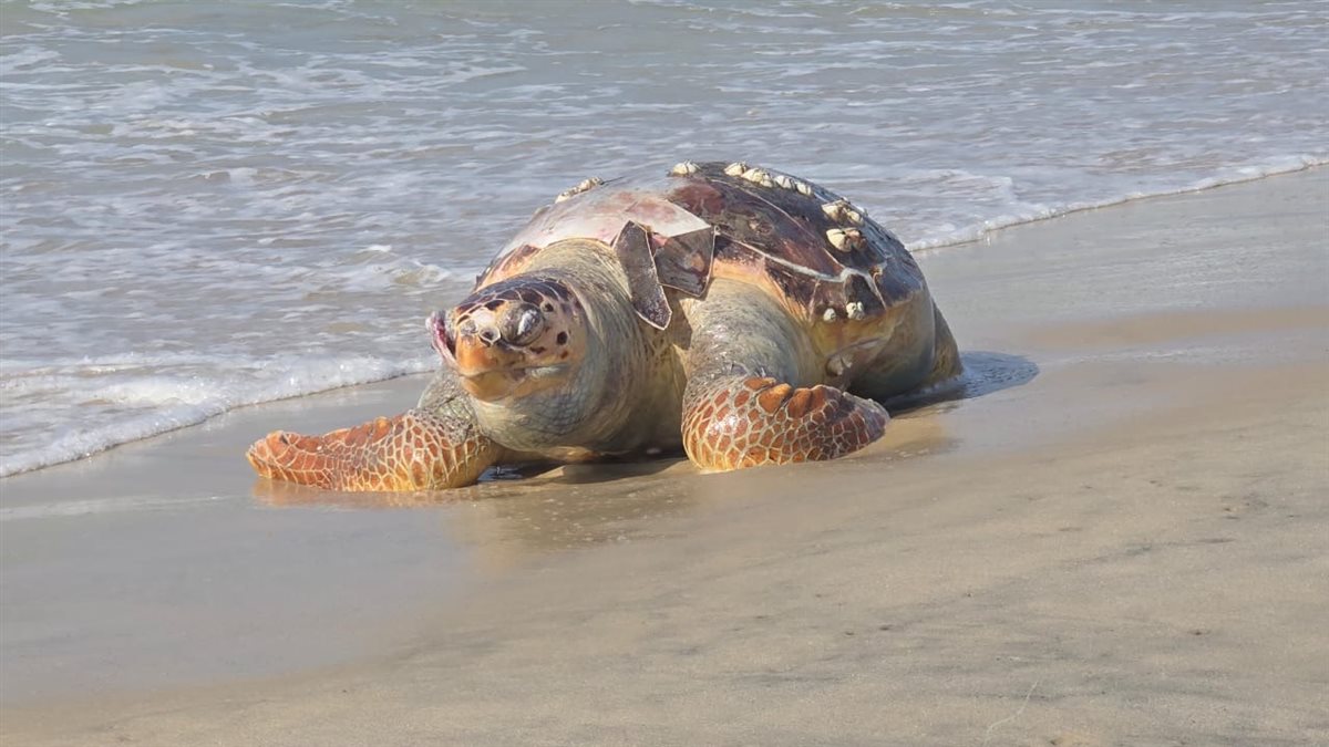 سلحفاة نافقه 