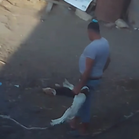 فيديو تعدي شخص علي الحيوانات بطريقة وحشية باستخدام عصا بالقليوبية