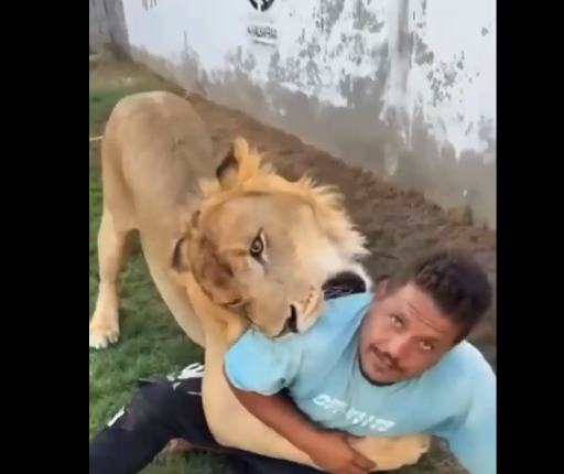 فيديو مزاح الأسد مع العامل المصري