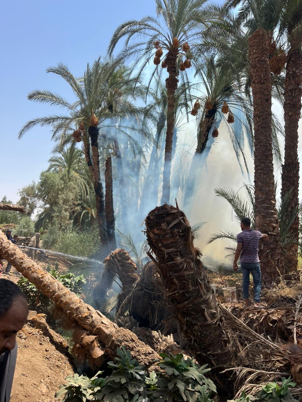 حريق النخيل