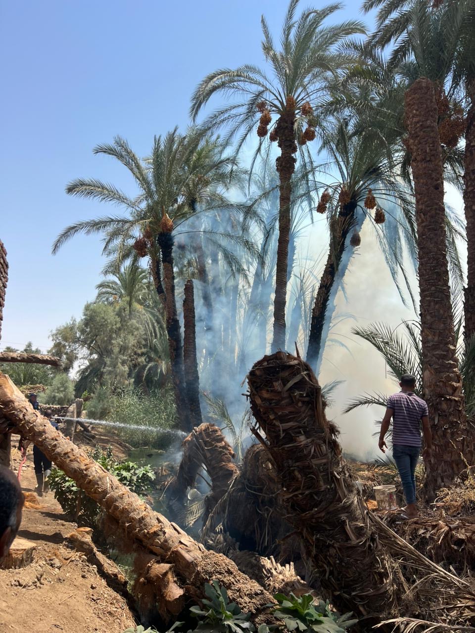 حريق النخيل