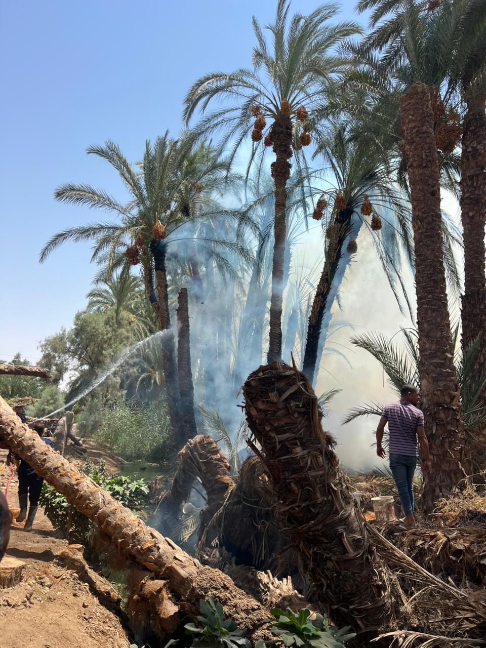 حريق النخيل