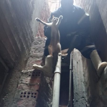 استخراج قطة وإنقاذها