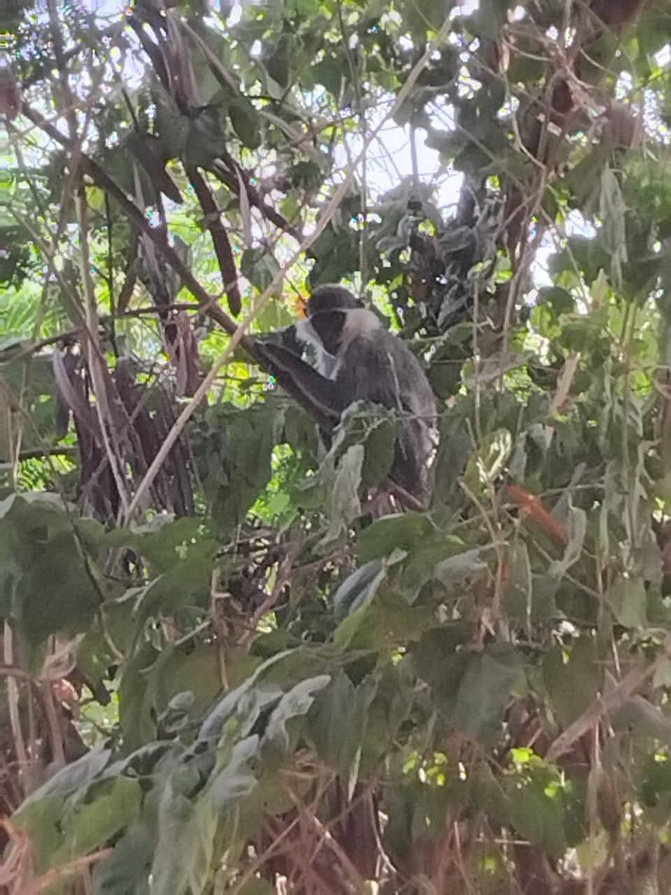 ظهور نسناس على أحد الأشجار بقرية الديمقراط بالأقصر