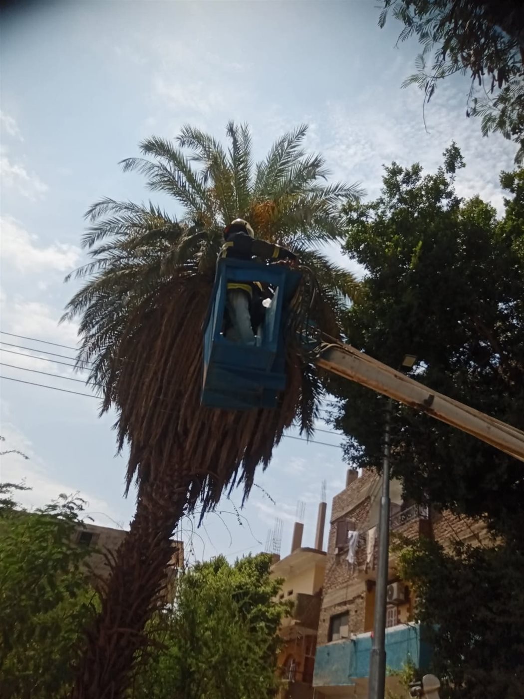 ظهور نسناس على أحد الأشجار بقرية الديمقراط بالأقصر