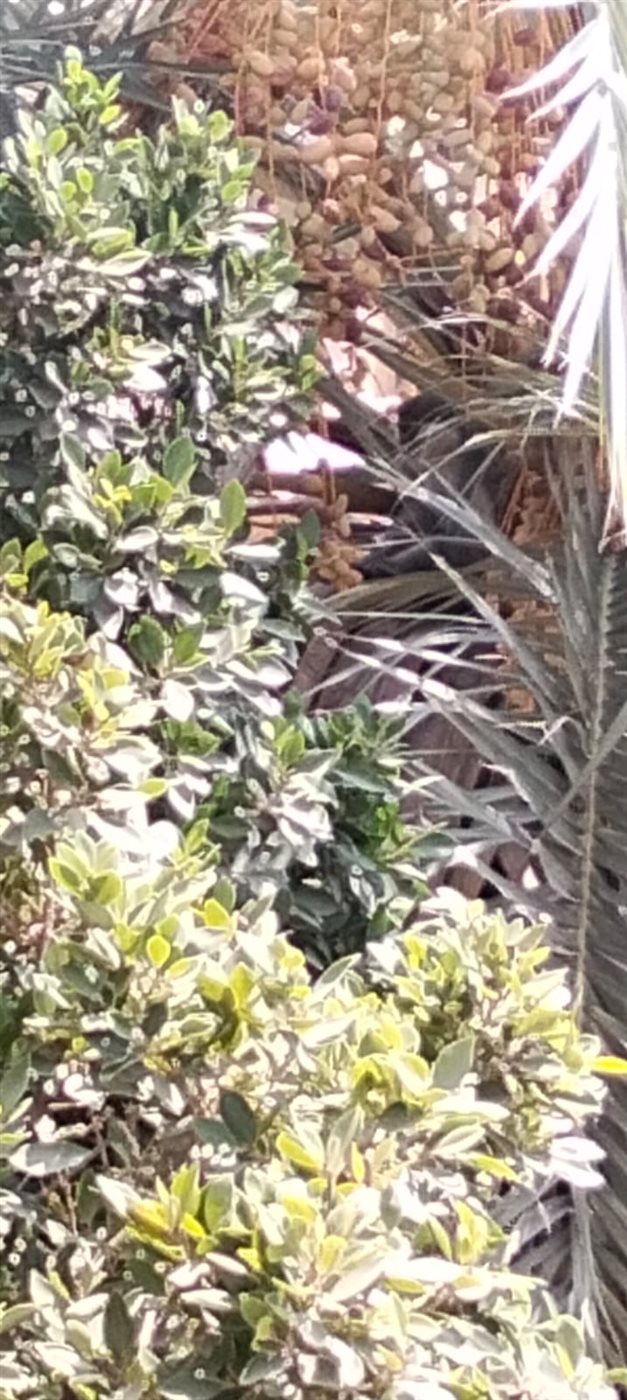 النسناس بين الأشجار ومحاولات الامساك به