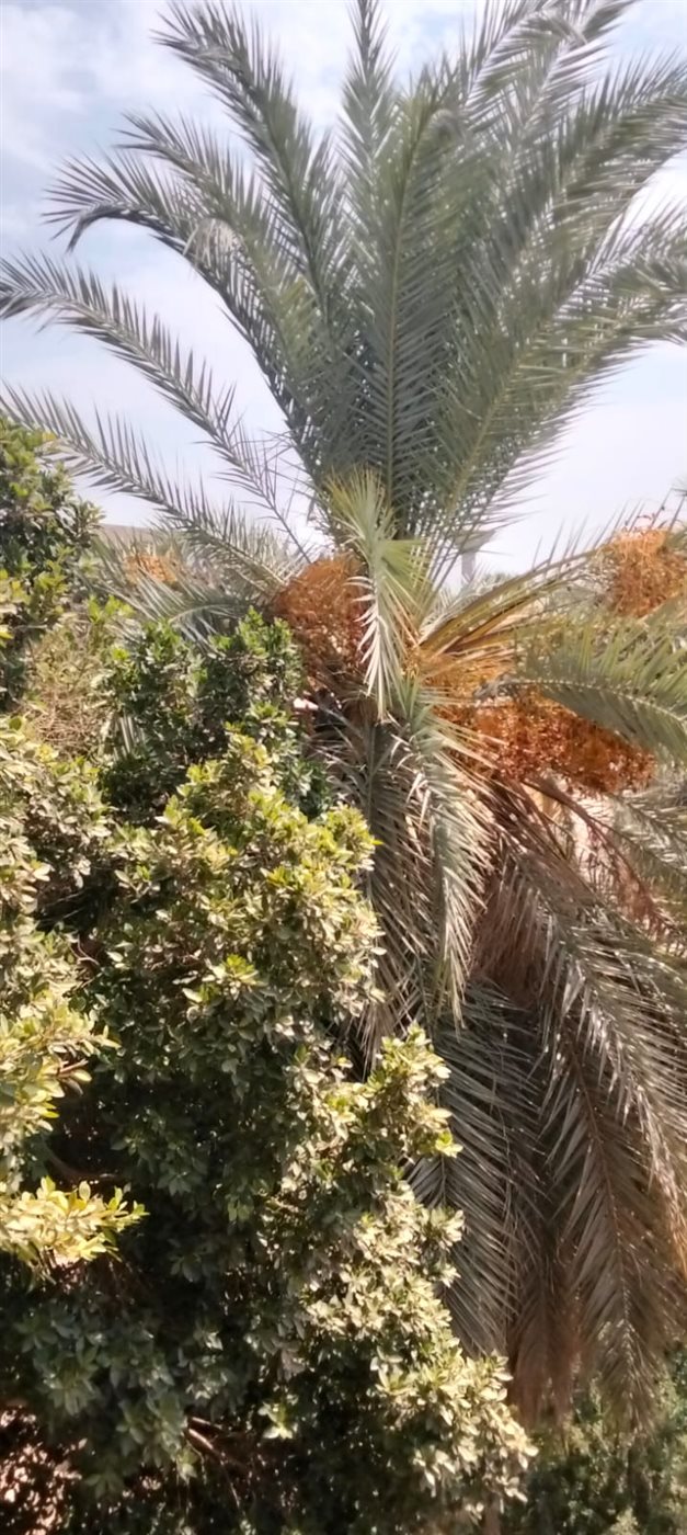 النسناس بين الأشجار ومحاولات الامساك به