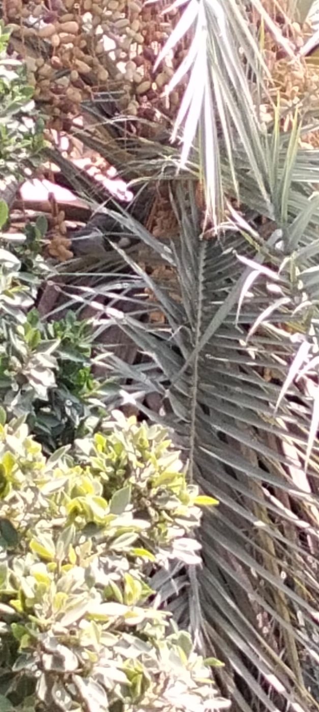 النسناس بين الأشجار ومحاولات الامساك به