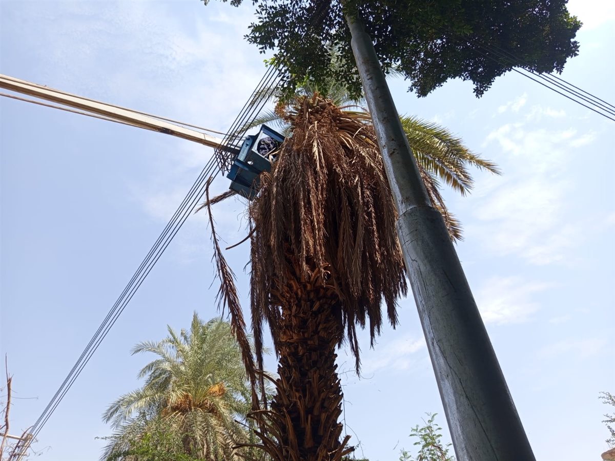 النسناس بين الأشجار ومحاولات الامساك به