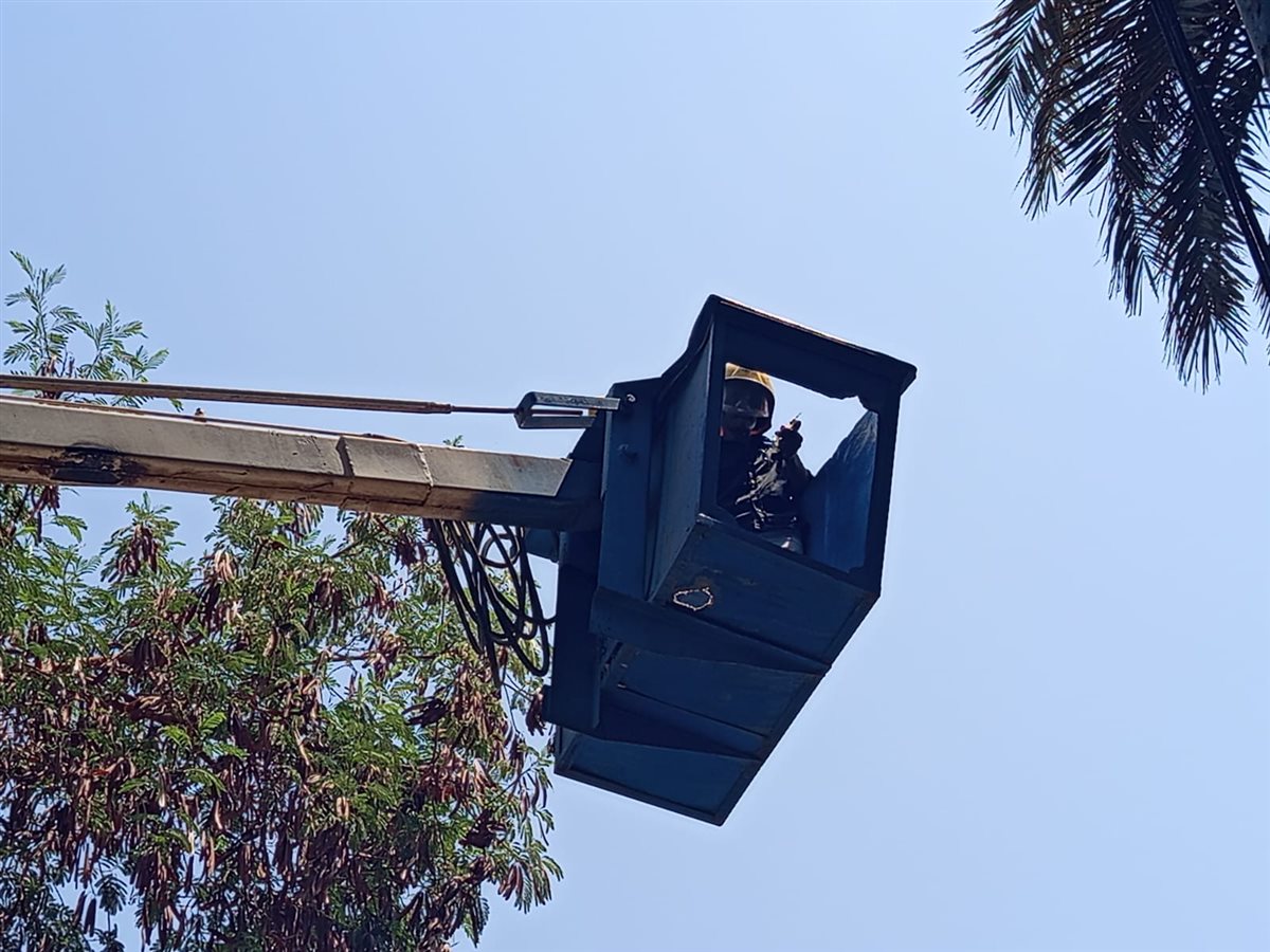 النسناس بين الأشجار ومحاولات الامساك به