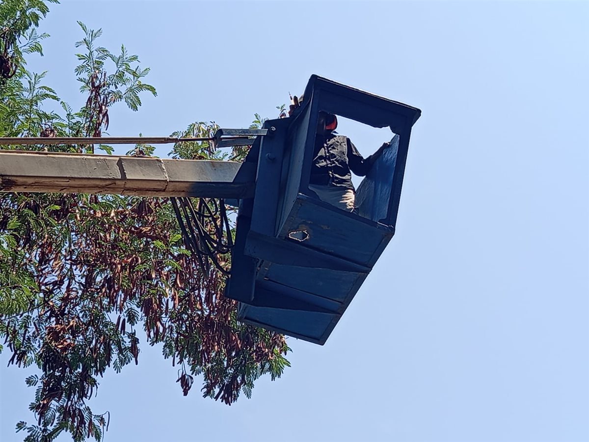 النسناس بين الأشجار ومحاولات الامساك به