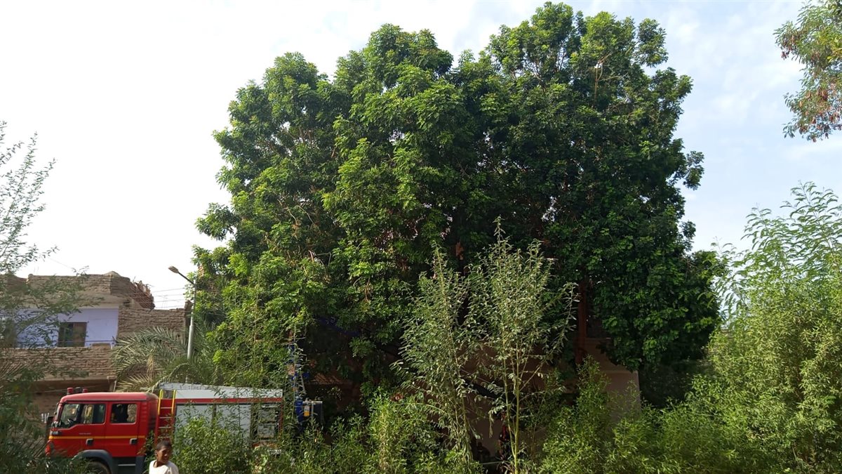 النسناس بين الأشجار ومحاولات الامساك به