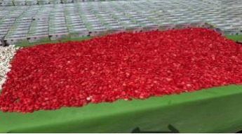 تشكيل عصابي استخدم سيارات الإسعاف لنقل المخدرات في القليوبية (6)