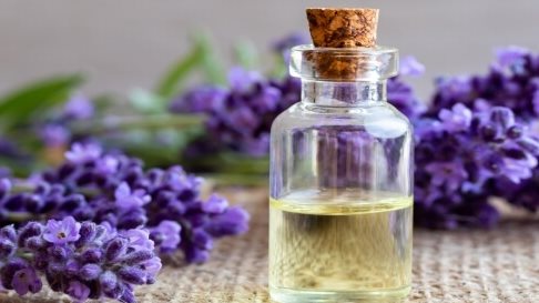 مشروب اللافندر الدافئ