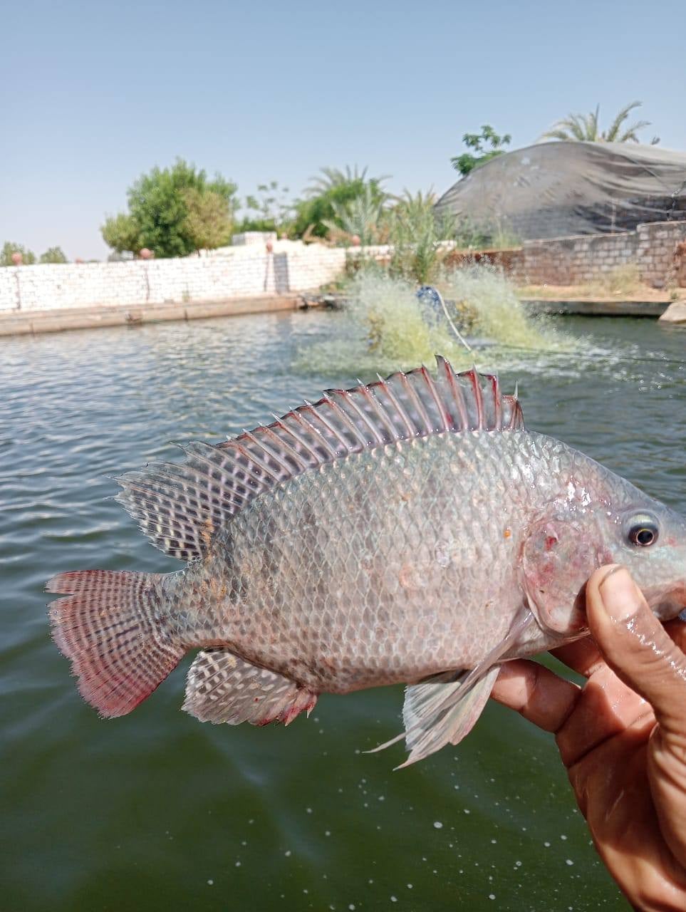 مشروع الاستزراع السمكي في الوادي الجديد