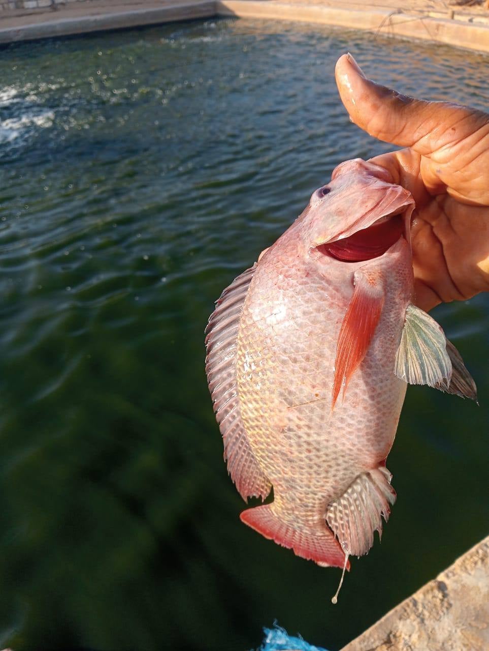 مشروع الاستزراع السمكي في الوادي الجديد