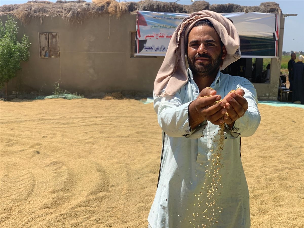 محافظ بورسعيد يشهد حصاد الأرز