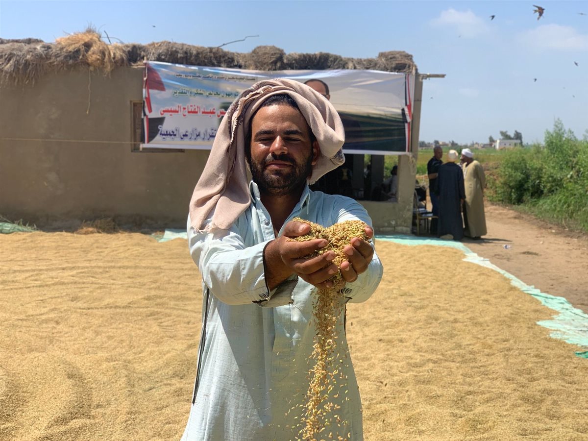 محافظ بورسعيد يشهد حصاد الأرز